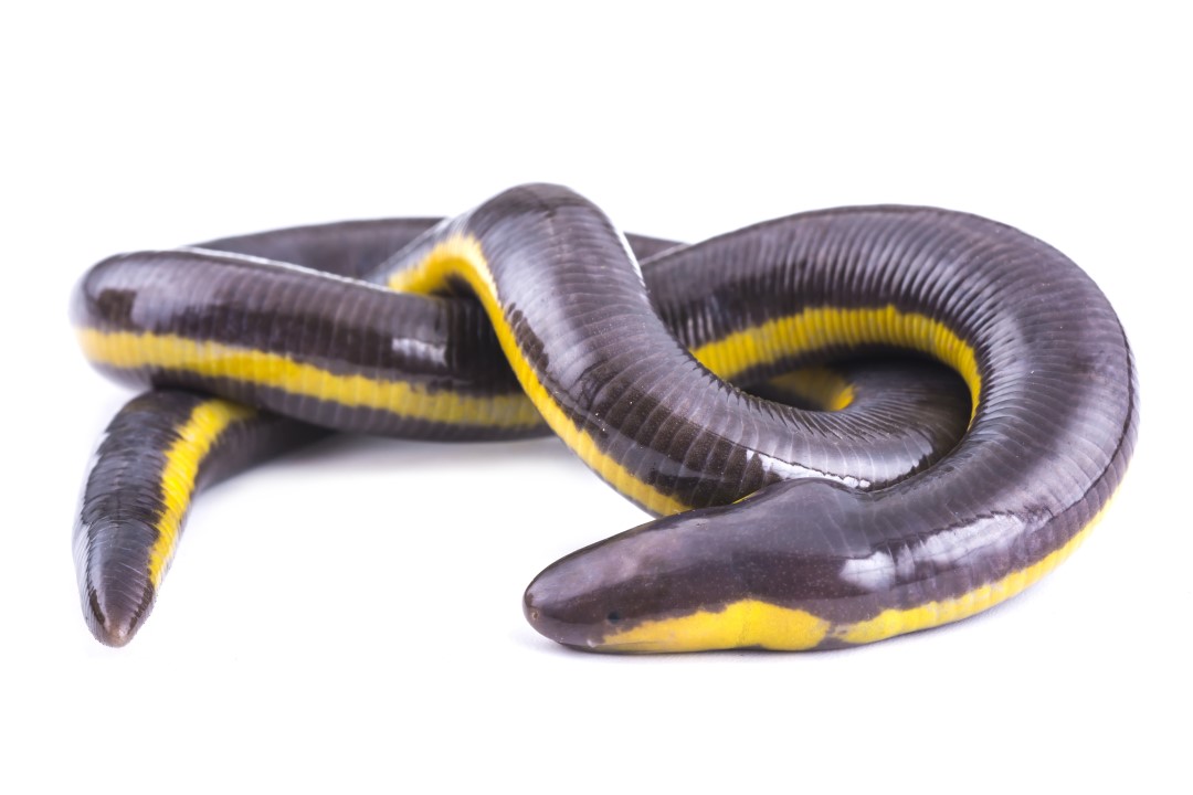 Caecilians: The Limbless Enigma | Discover Animals