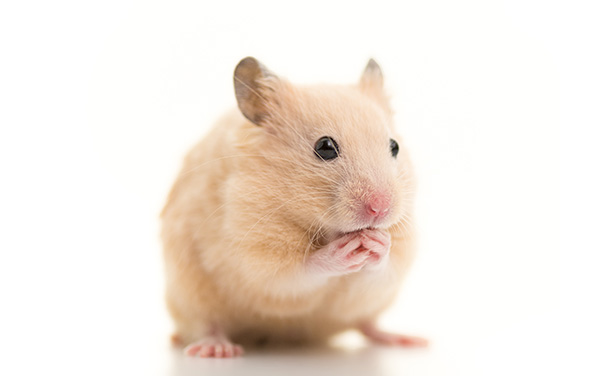612px x 376px - Hamster | Discover Animals